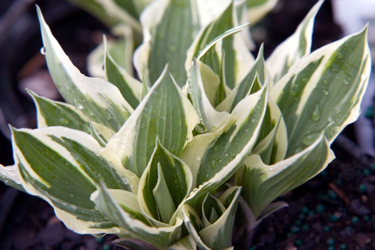 HOSTA PATRIOT