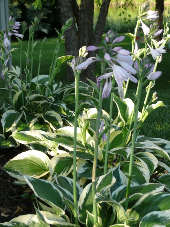 HOSTA PATRIOT