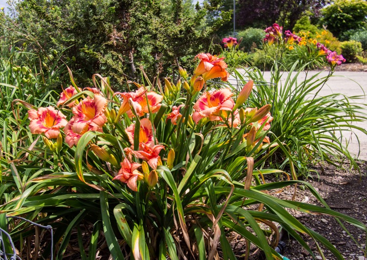 HEMEROCALLIS DUKE OF DURAM