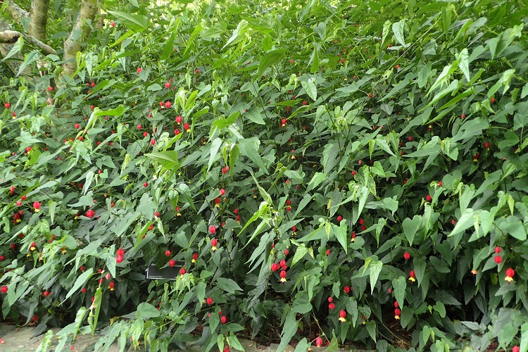 ABUTILON MEGAPONTICUM