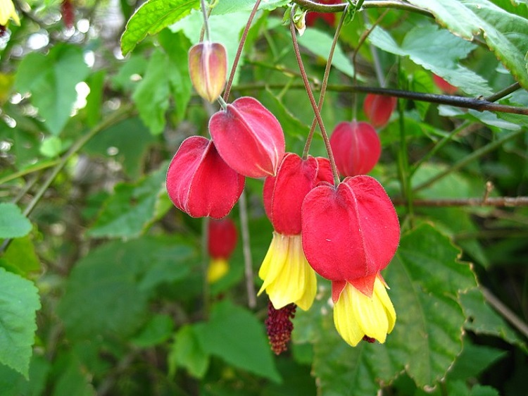 ABUTILON MEGAPONTICUM