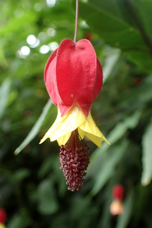 ABUTILON MEGAPONTICUM