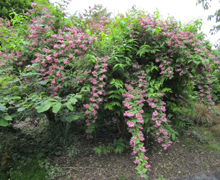 DEUTZIA X MAGNIFICA TURBILLON ROUGE