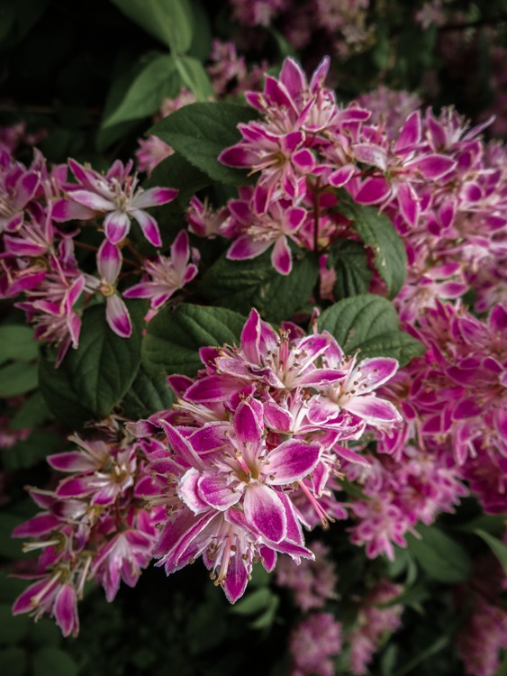 DEUTZIA X MAGNIFICA TURBILLON ROUGE