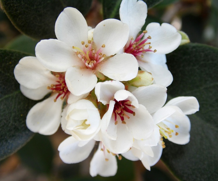 RHAPHIOLEPIS DELACOURII CORLEYSCOURII