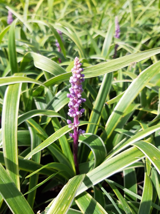LIRIOPE MUSCARI GOLD BAND