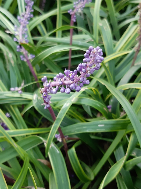 LIRIOPE MUSCARI GOLD BAND