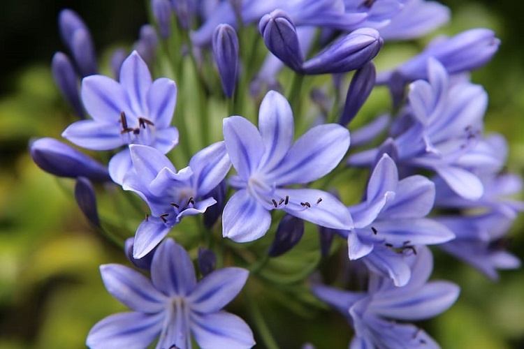 AGAPANTHUS PRETTY HEIDI