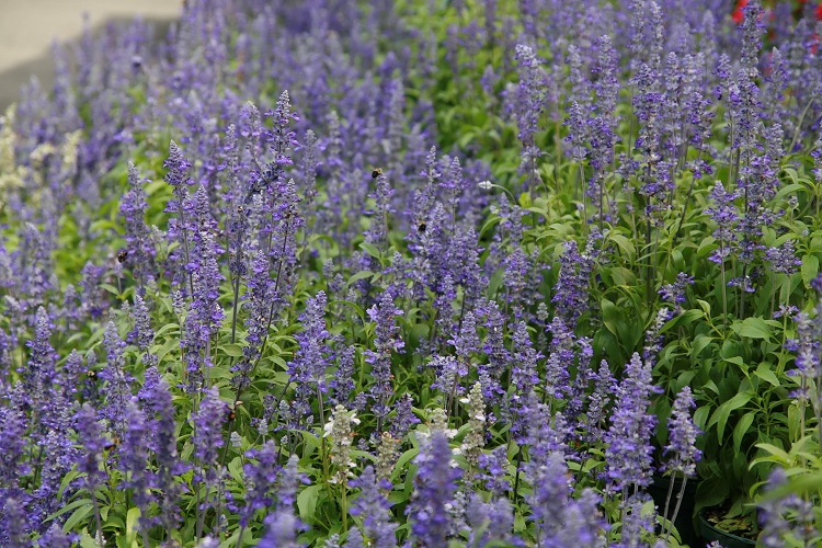 SALVIA FARINACEA VICTORIA BLUE