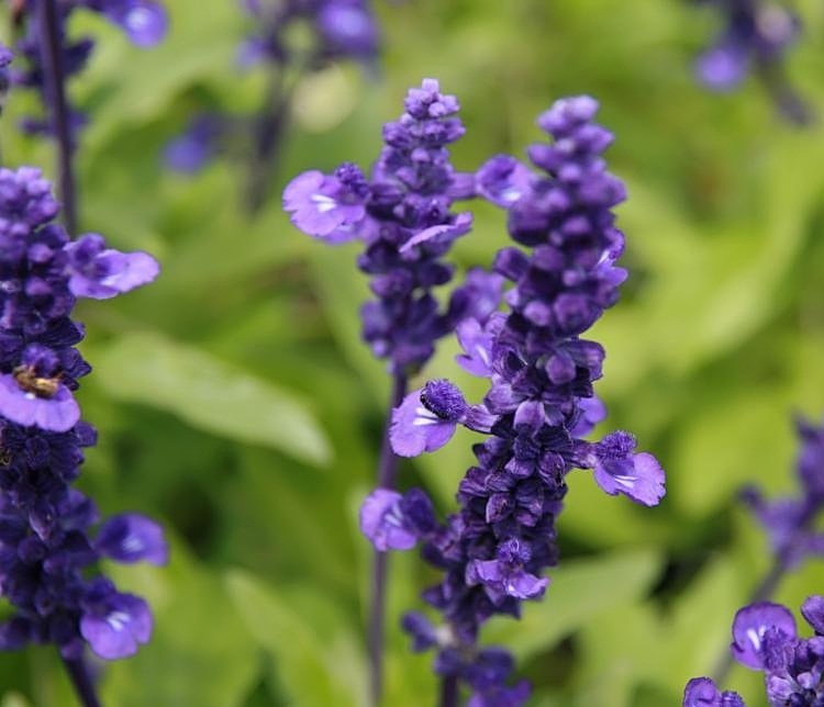 SALVIA FARINACEA VICTORIA BLUE