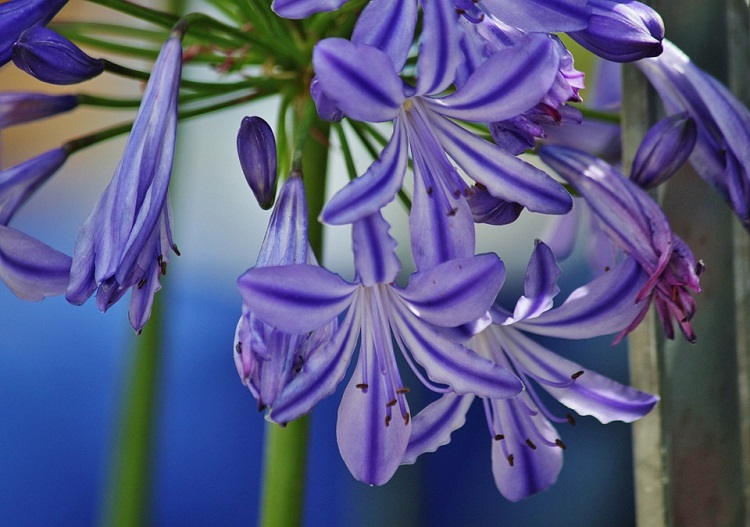 AGAPANTHUS UMBELLATUS CHARLOTTE