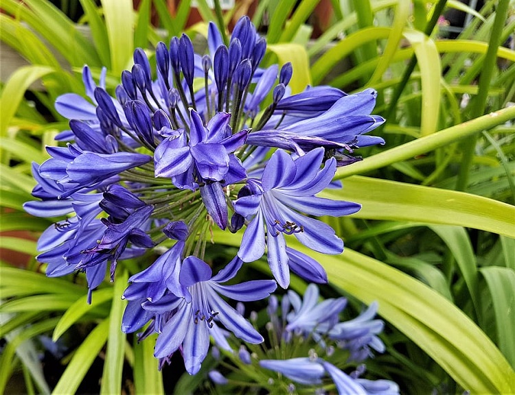 AGAPANTHUS UMBELLATUS CHARLOTTE