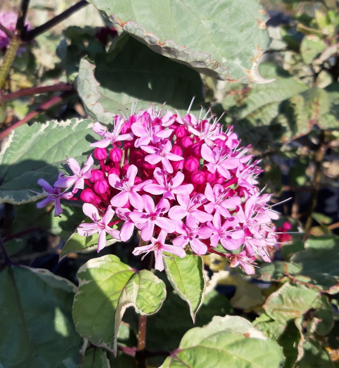 CLERODENDRON BUNGEI PINK DIAMOND