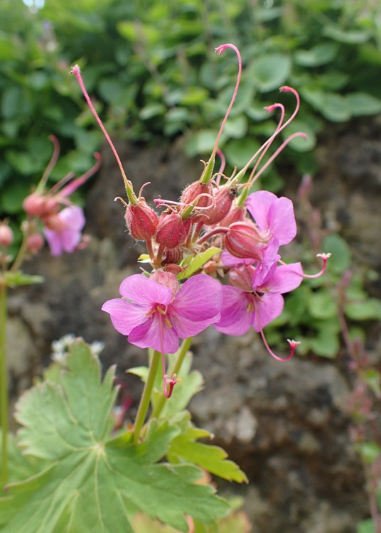 GERANIUM MACRORRHIZUM ROSA