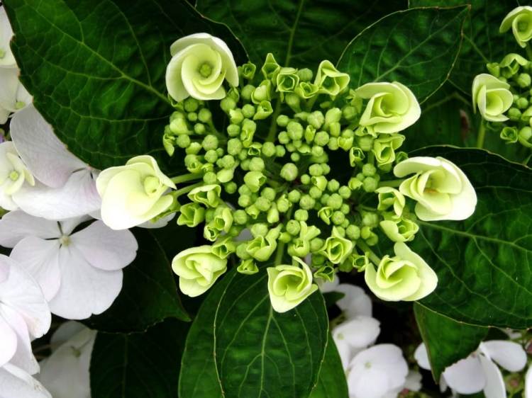 HYDRANGEA MACROPHYLLA HOLIBEL