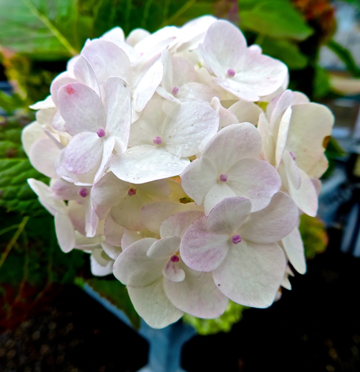 HYDRANGEA MACROPHYLLA HOLIBEL