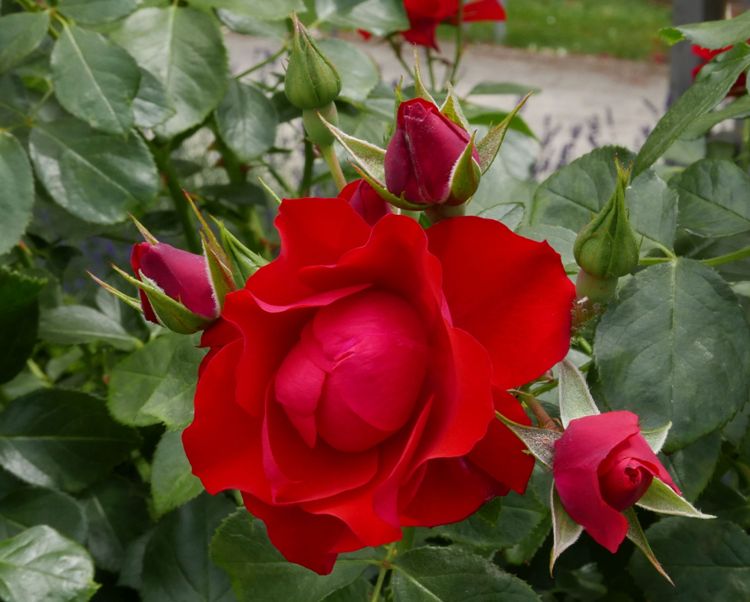 ROSA BLACK FOREST