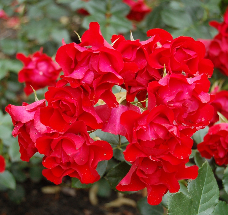 ROSA BLACK FOREST