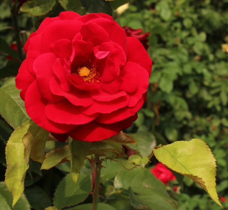 ROSA POLYANTHA EUROPEANA