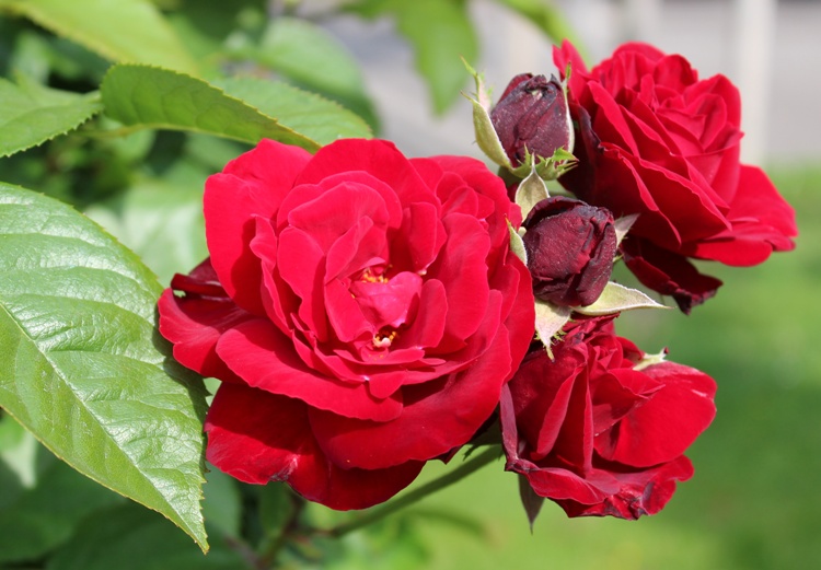 ROSA POLYANTHA EUROPEANA