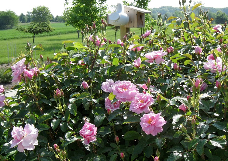 ROSA RUGOSA IN VARIETA'