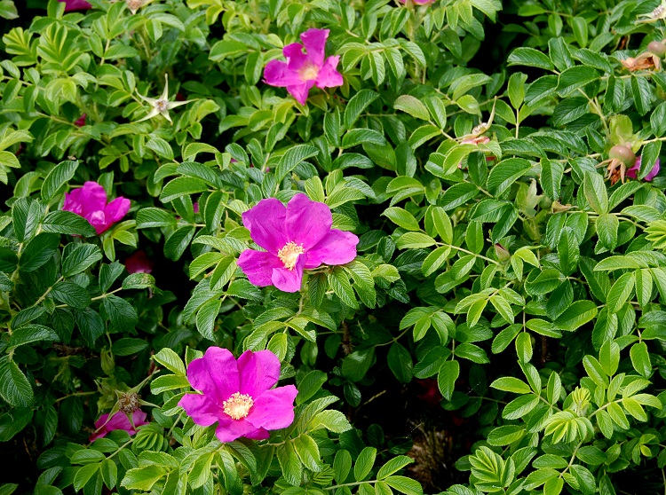 ROSA RUGOSA IN VARIETA'