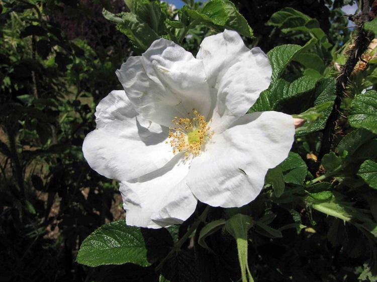 ROSA RUGOSA IN VARIETA'