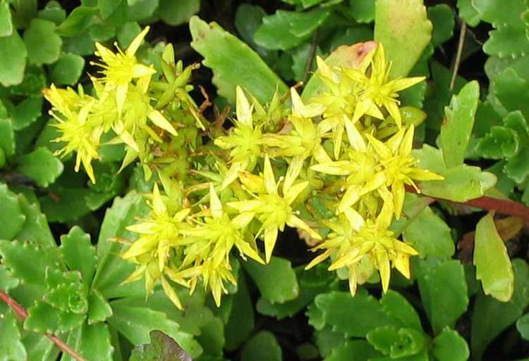 SEDUM FLORIFERUM