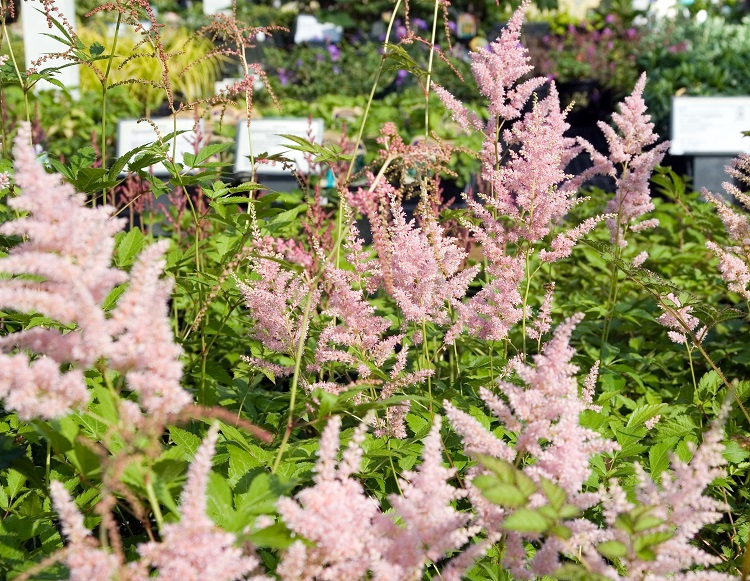 ASTILBE X ROSEA PEACH BLOSSOM
