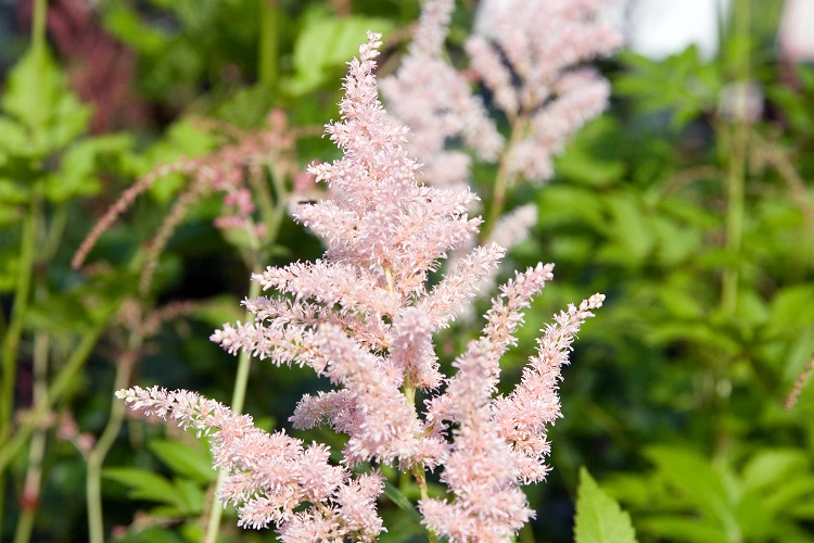 ASTILBE X ROSEA PEACH BLOSSOM