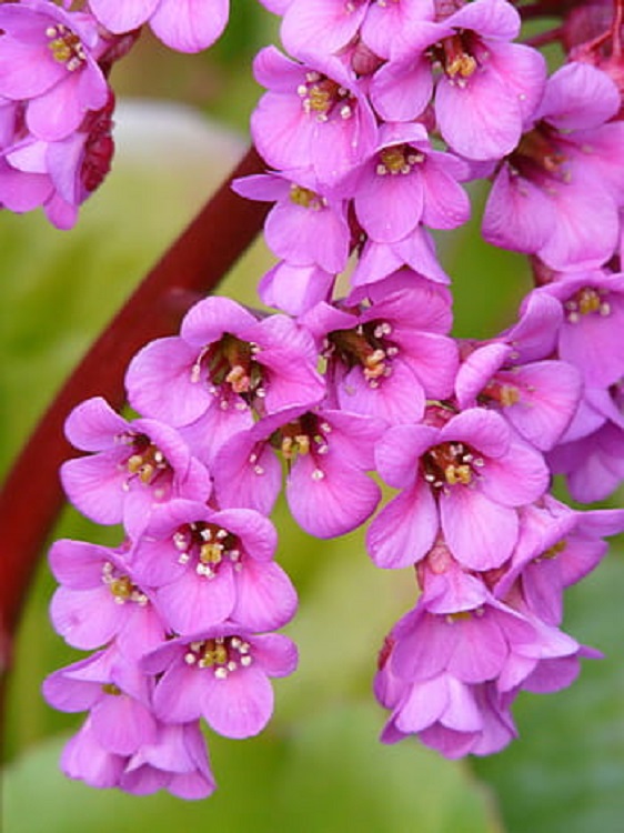 BERGENIA X DRAGONFLY SAKURA