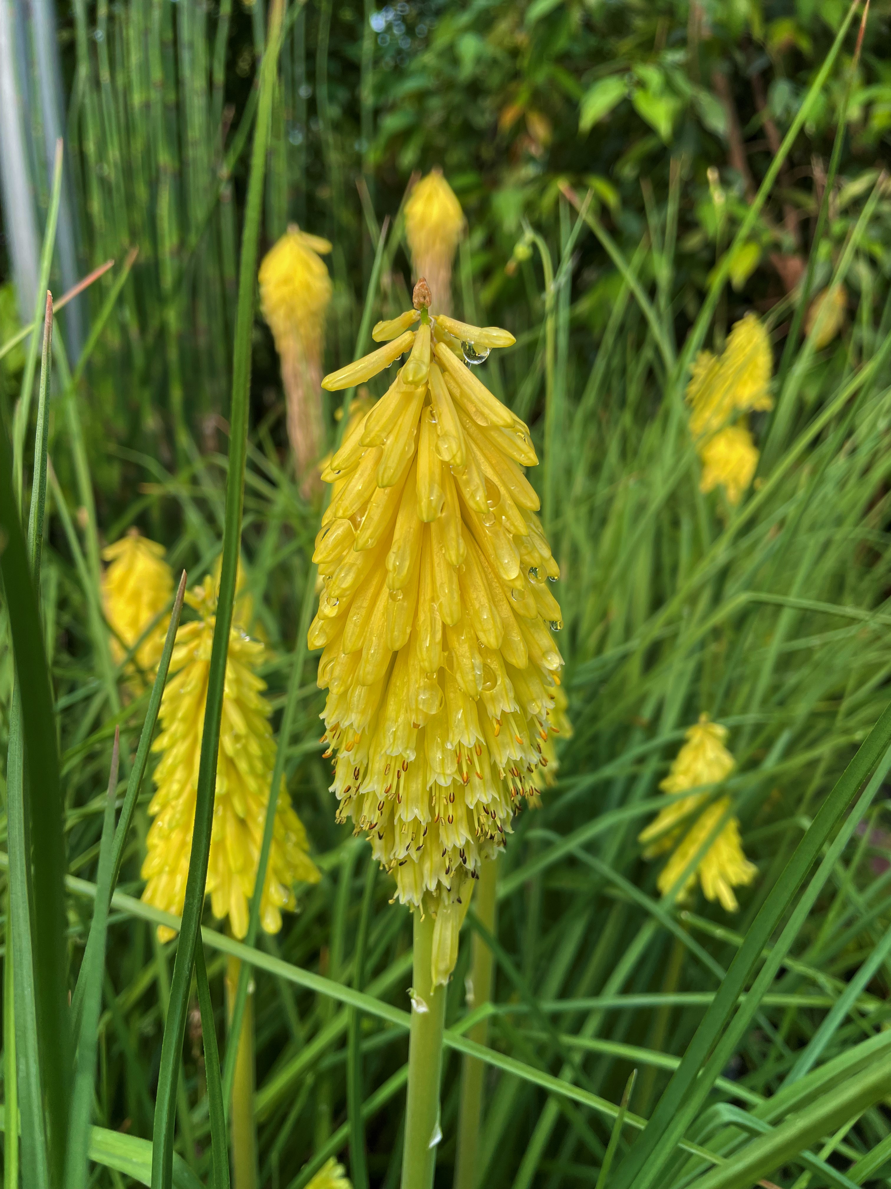 KNIPHOFIA X POCO YELLOW