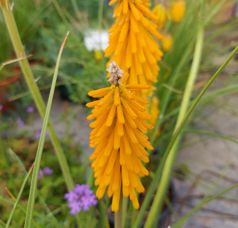 KNIPHOFIA X MANGO POPSICLE