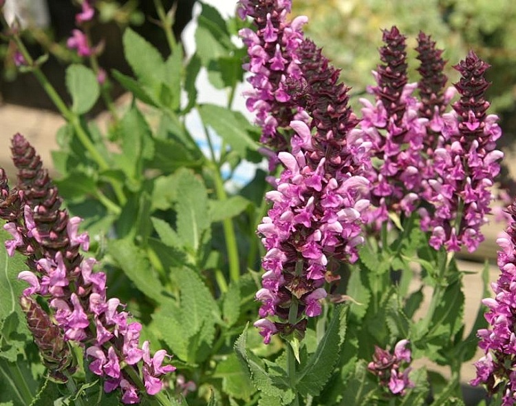 SALVIA NEMOROSA ROSE QUEEN