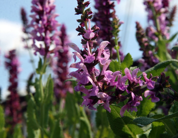 SALVIA NEMOROSA ROSE QUEEN