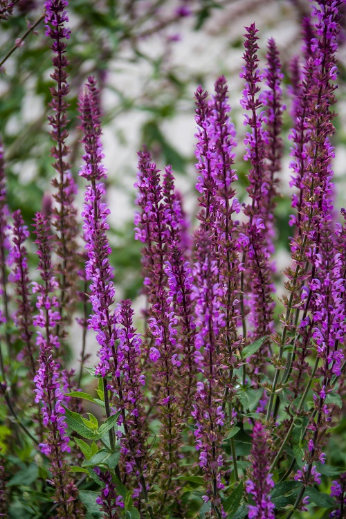 SALVIA NEMOROSA PINK FIELD