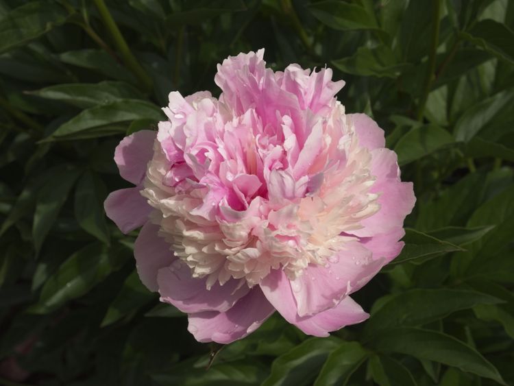 PAEONIA LACTIFLORA SORBET