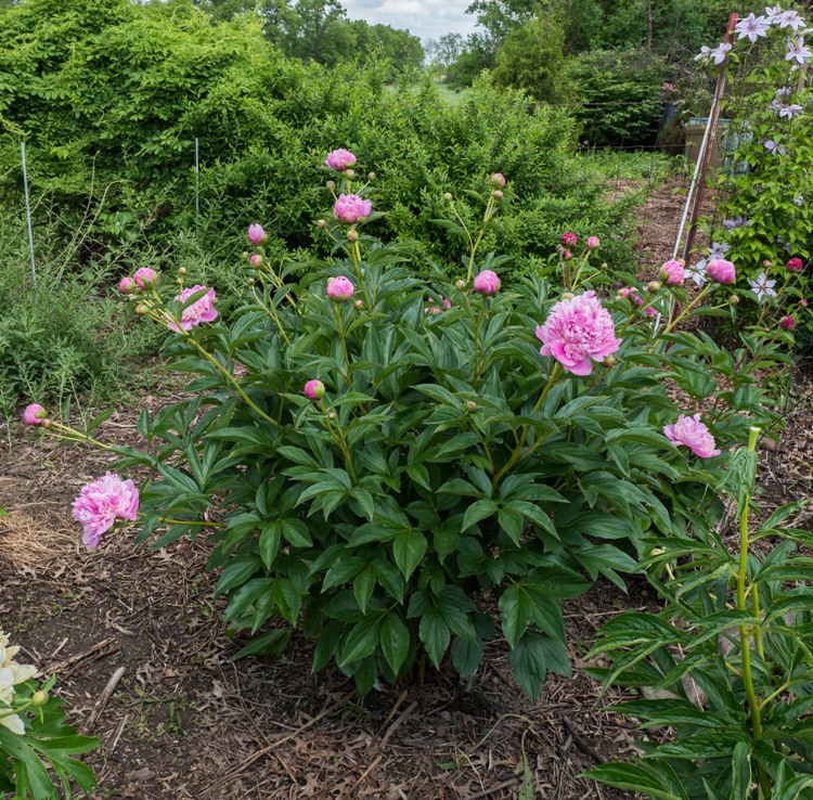 PAEONIA LACTIFLORA SORBET