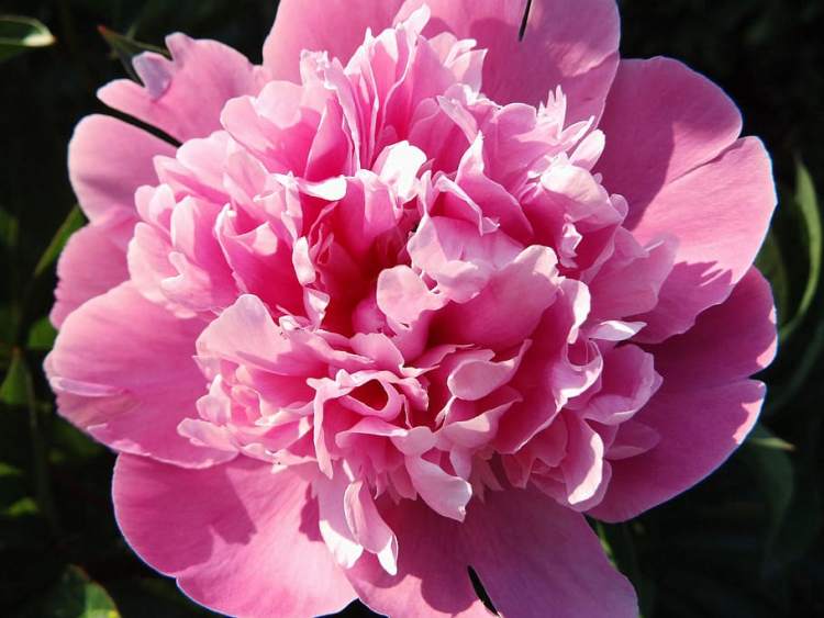 PAEONIA LACTIFLORA PATIO ROME