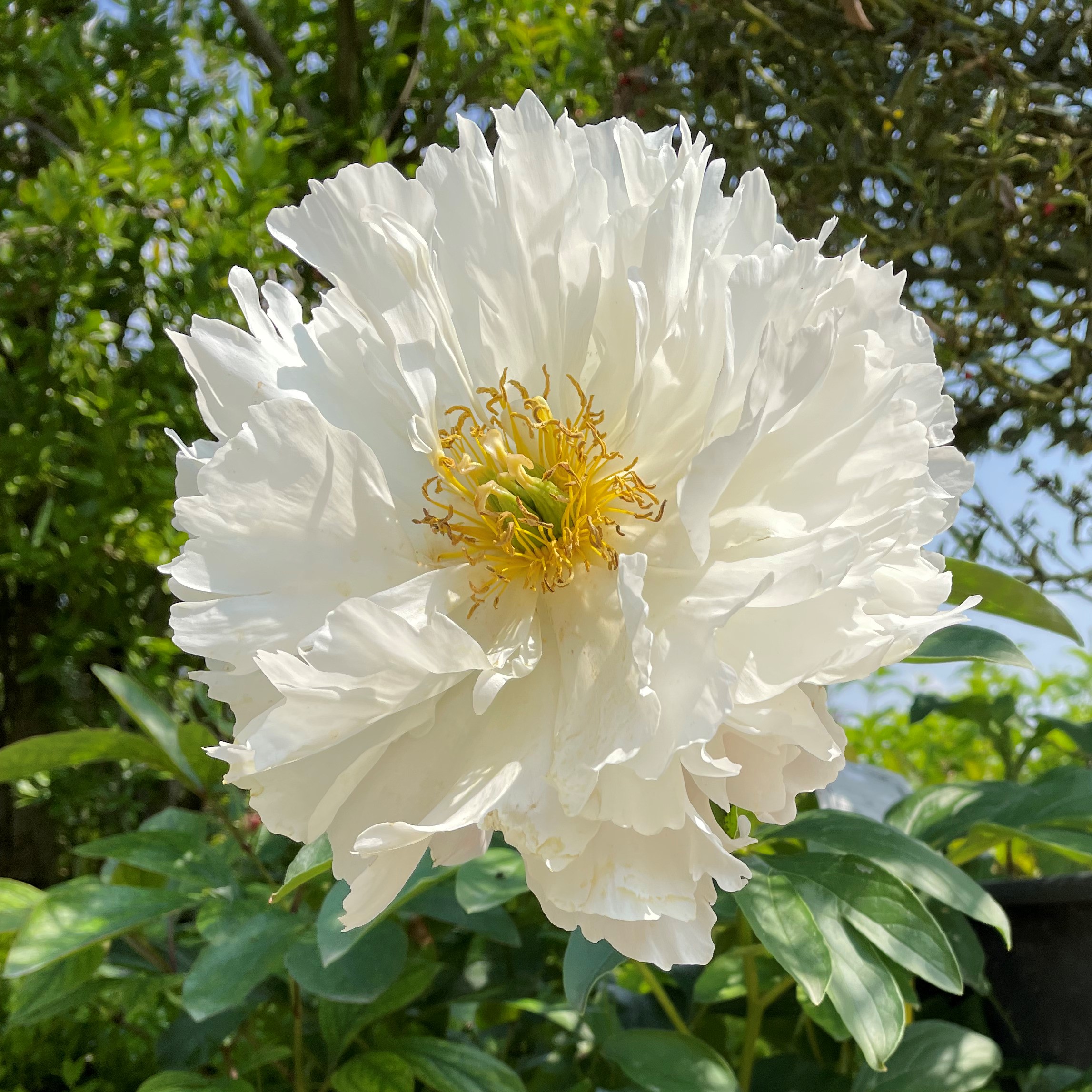 PAEONIA LACTIFLORA PATIO ROME