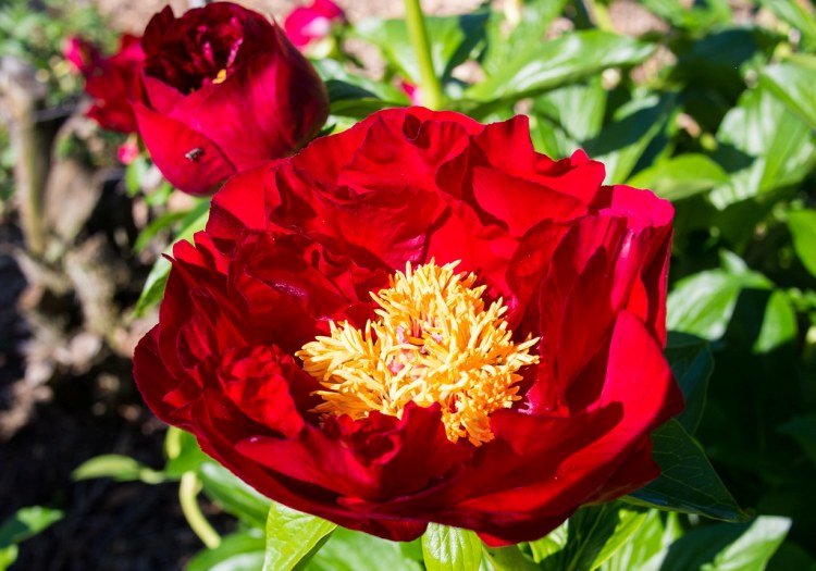 PAEONIA LACTIFLORA PATIO MOSCOW