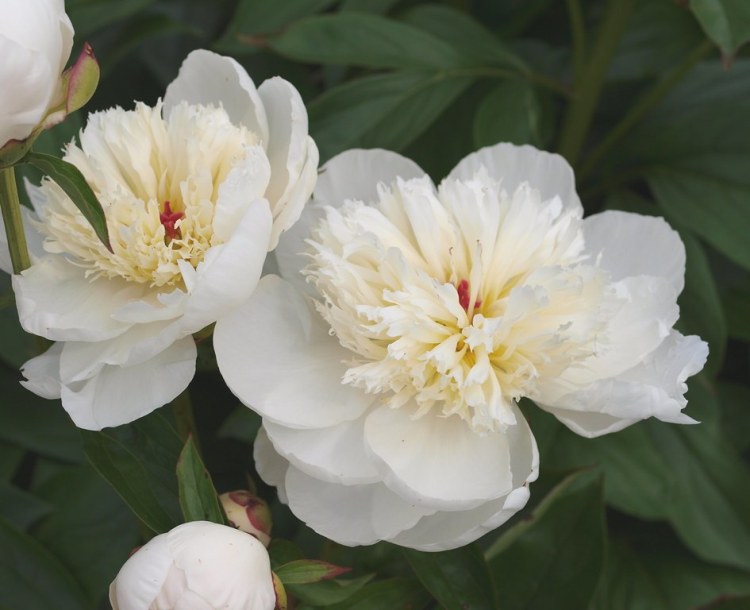 PAEONIA LACTIFLORA PATIO MADRID