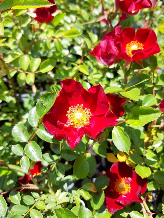 ROSA BASSINO