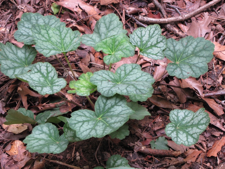 HEUCHERA SANGUINEA LEUCHTKAFER
