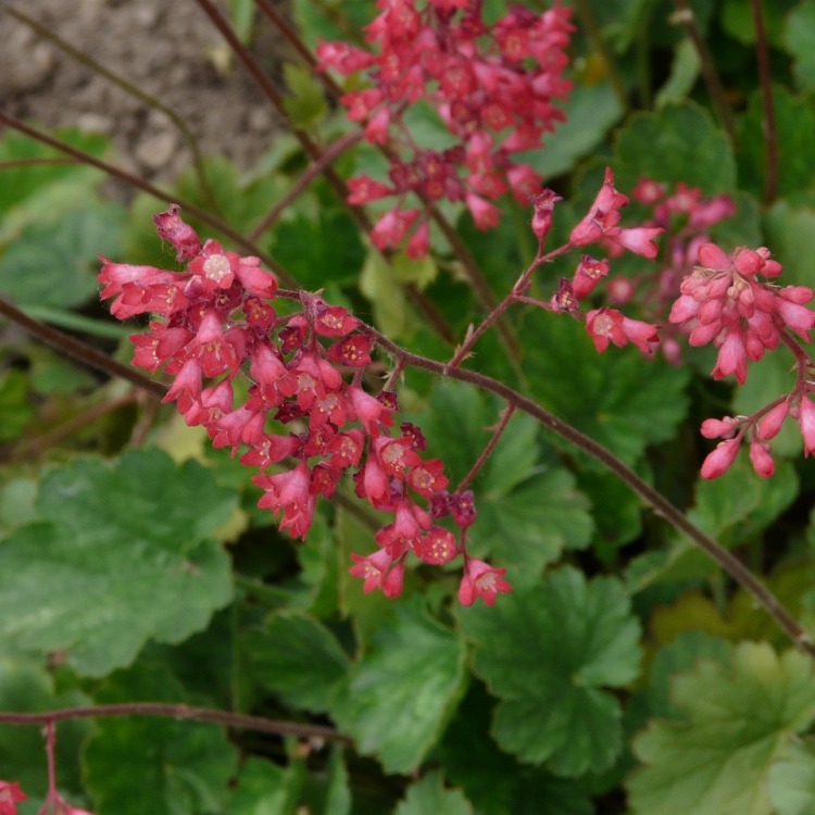 HEUCHERA SANGUINEA LEUCHTKAFER
