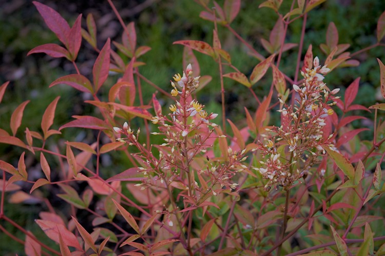 NANDINA DOMESTICA GULF STREAM RUBRA