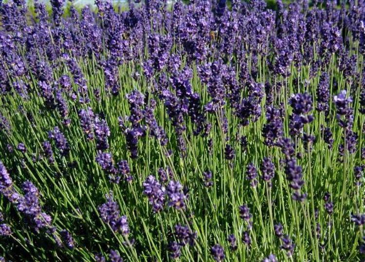 LAVANDULA ANGUSTIFOLIA DWARF BLUE