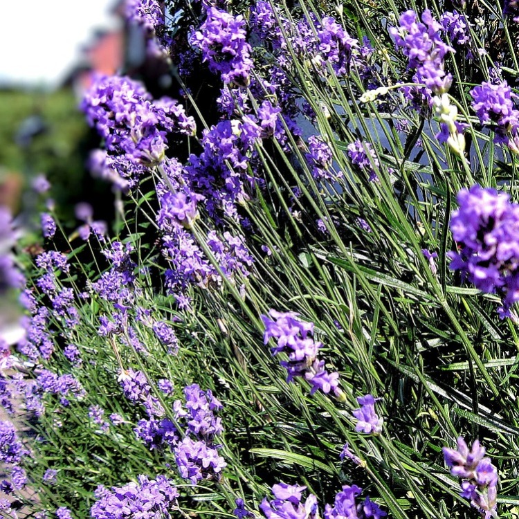 LAVANDULA ANGUSTIFOLIA DWARF BLUE