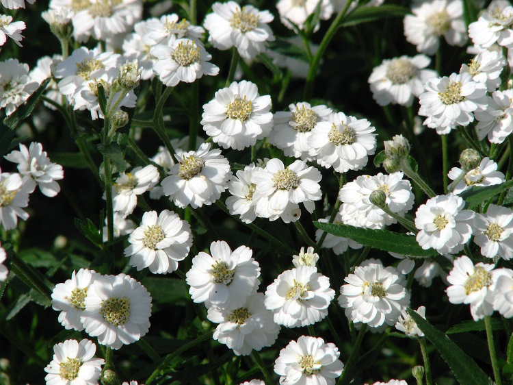 ACHILLEA PTARMICA NANA COMPACTA