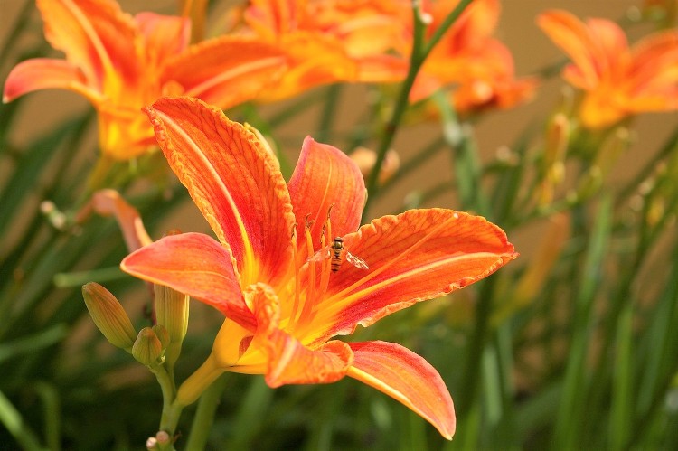 HEMEROCALLIS APRICOT BEAUTY